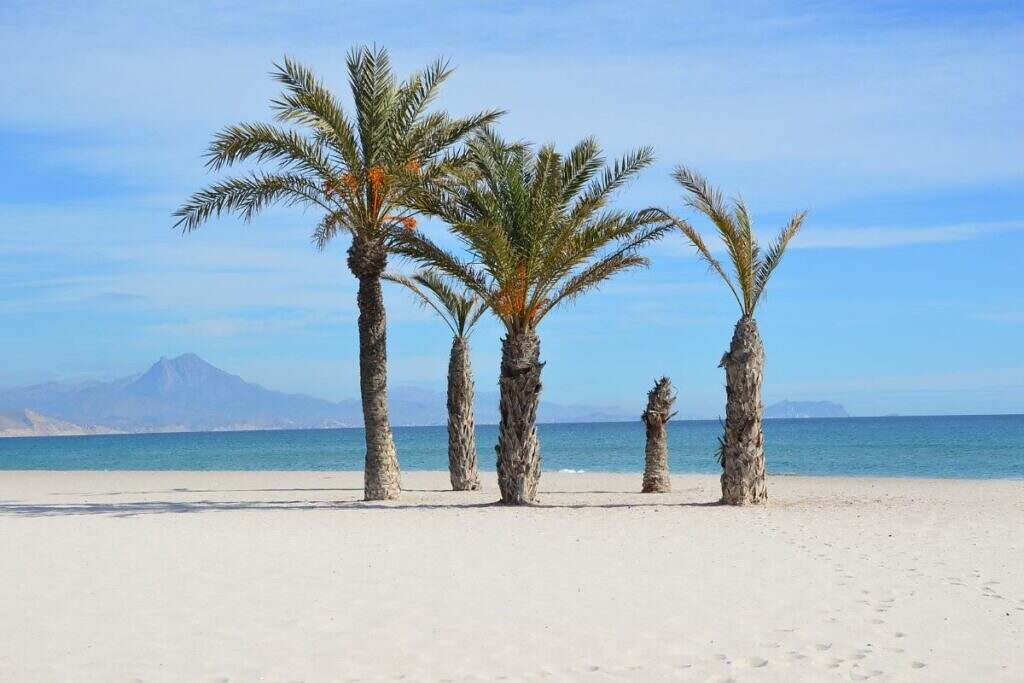 Palmträd i Alicante, Spanien.
