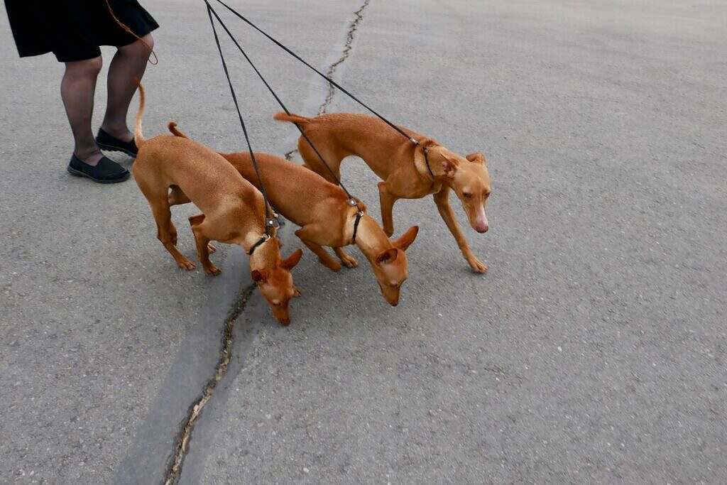 Tre bruna whippet hundar med koppel på promenad med sin matte.